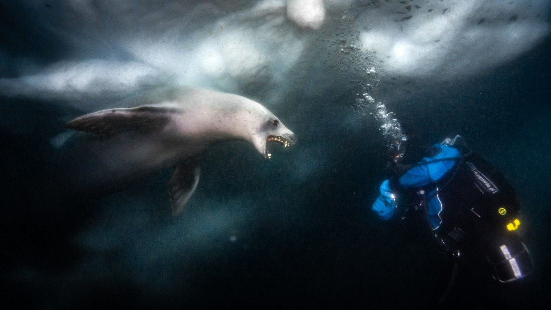 Introductions with a crabeater seal