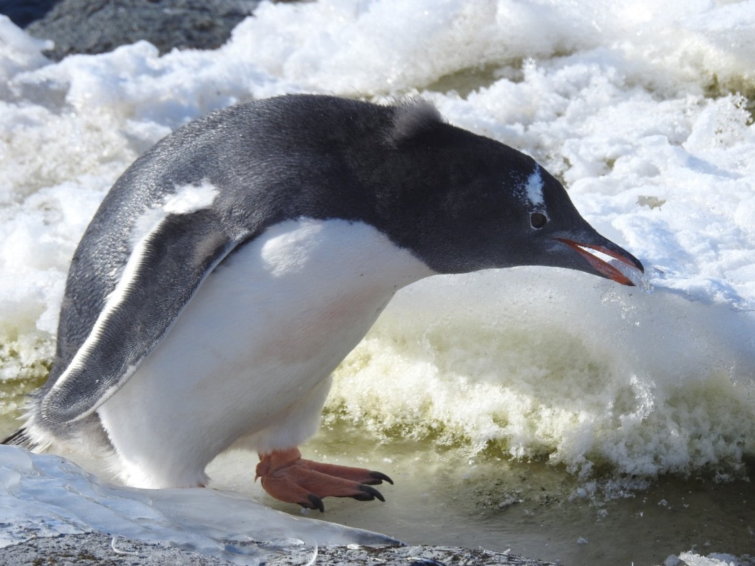 Tasty snow?