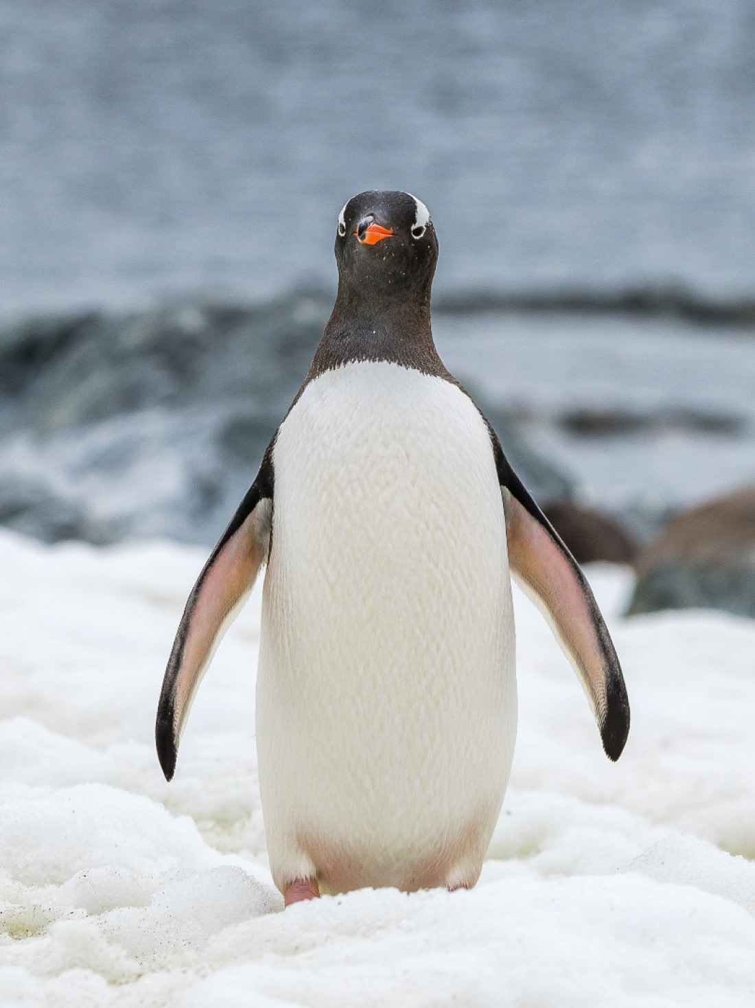 Gentoo penguin