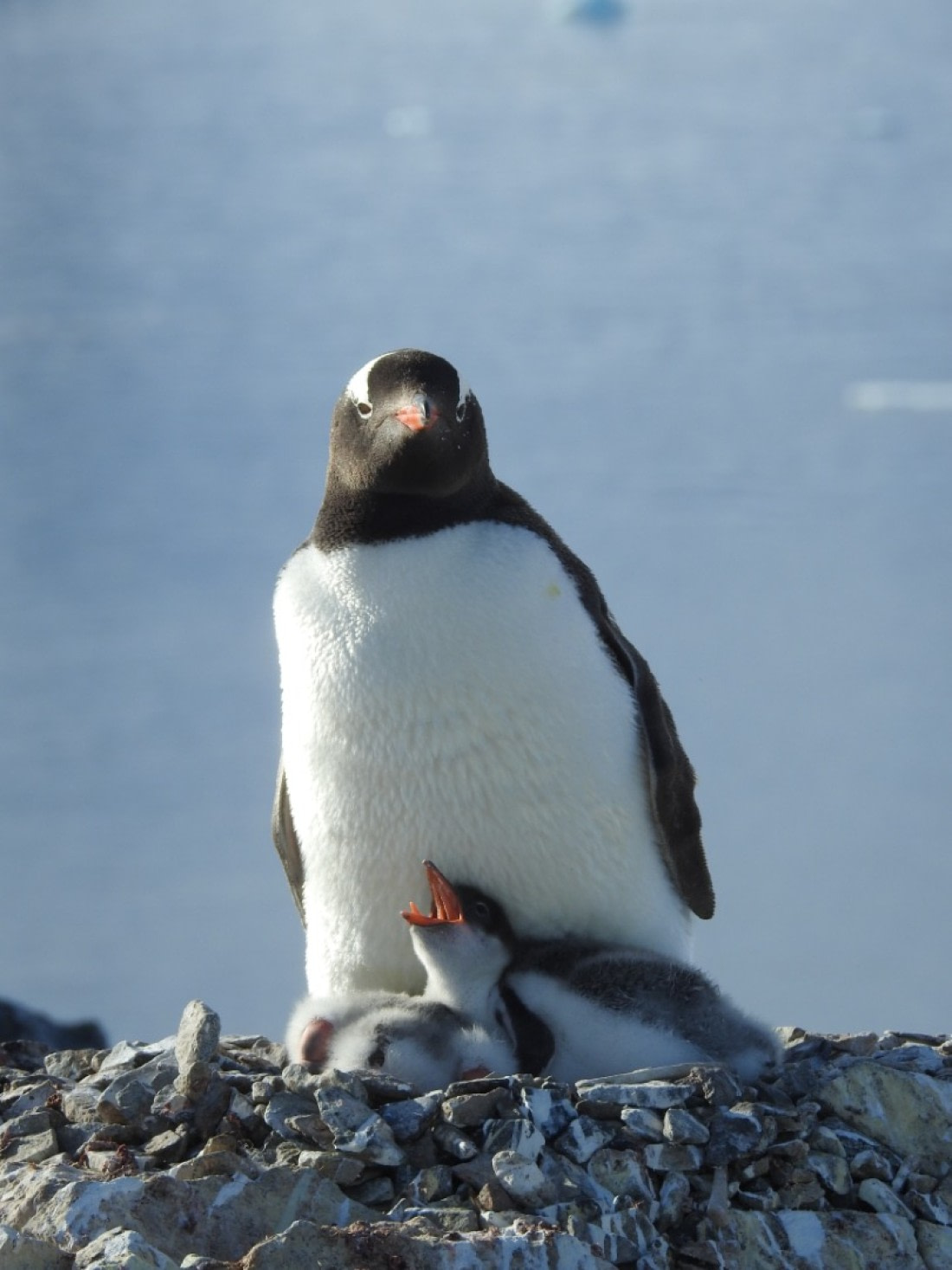Hungry Chick at Orne Island