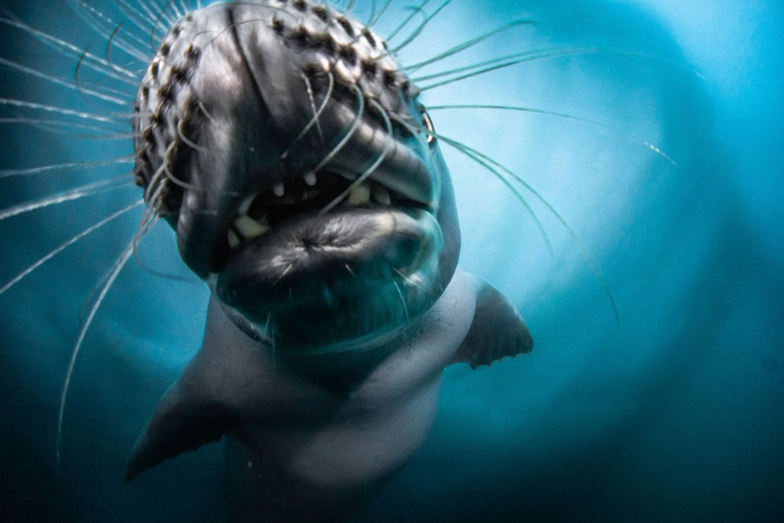 Crabeater seal in the polar circle