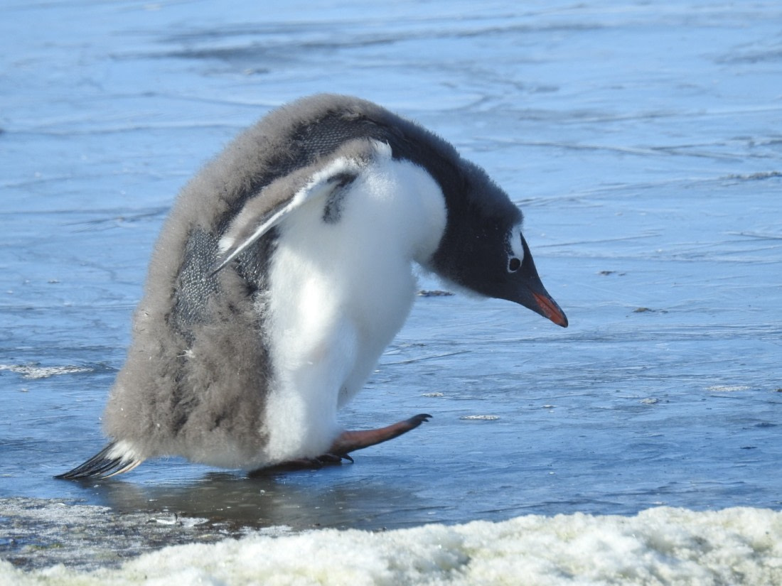 Walking on ice - Petermann Island