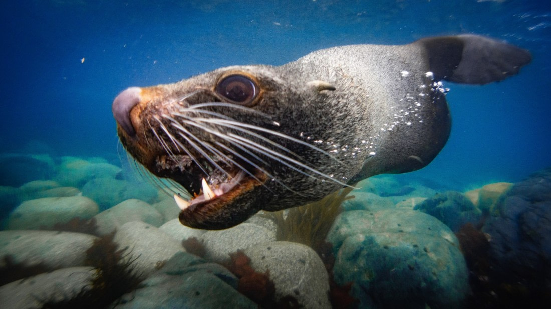 Fur seal flyby