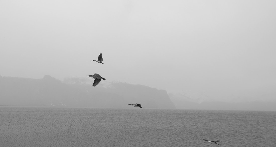 Cormoran sur deception