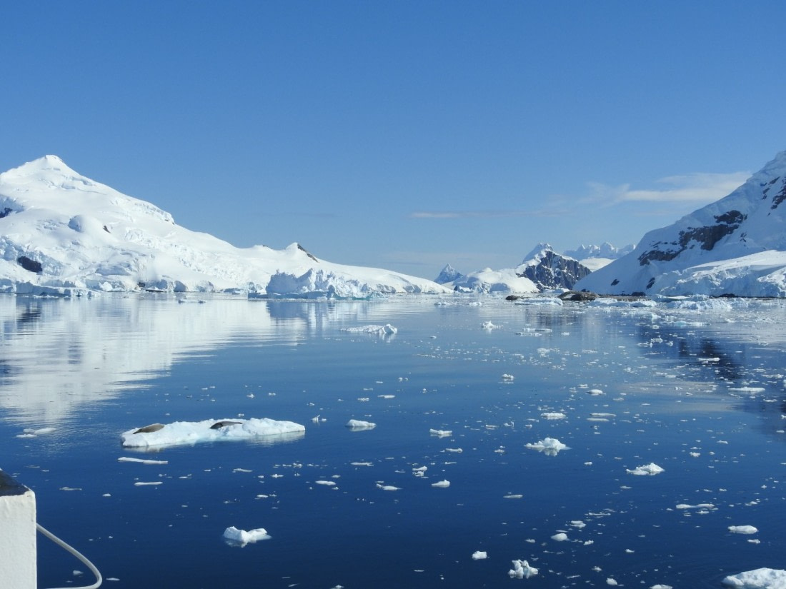 Sleeping seals in Neko Harbour