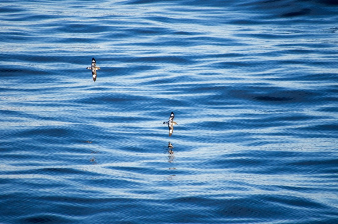 water_bird