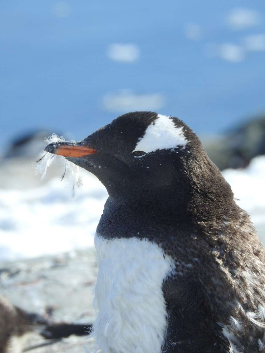 A moulting Penguin