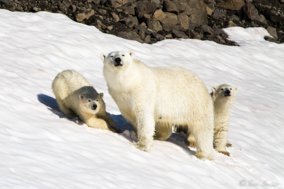 Polar Bear & Cubs Greenland