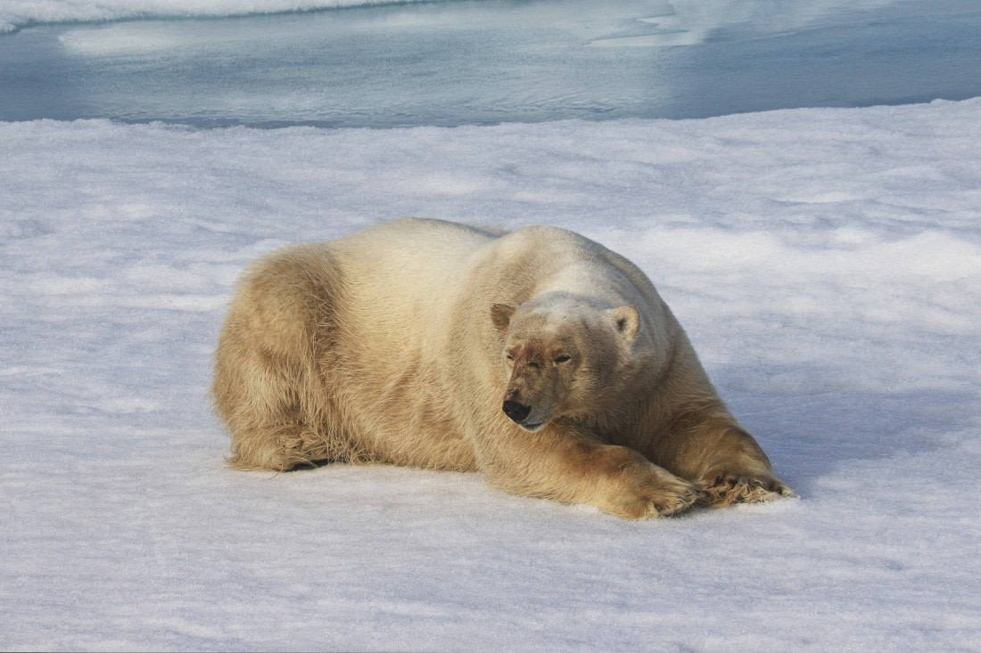 Polar bear in pack ice 2