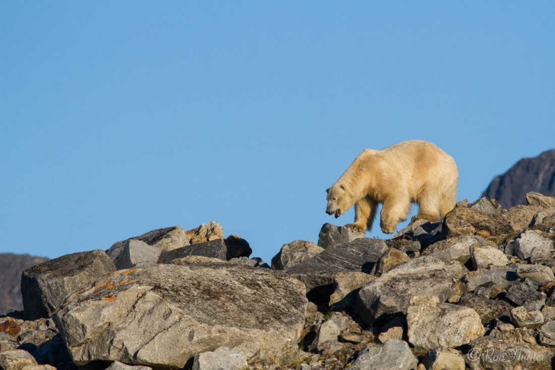Polar Bear Svalbard