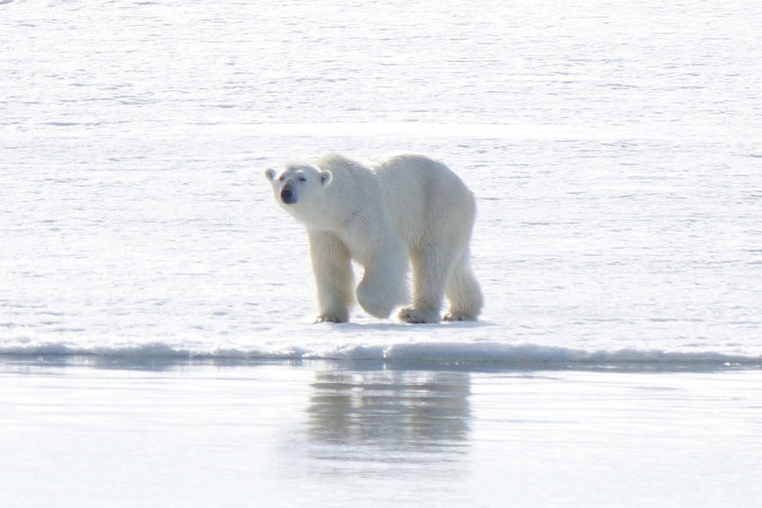 Arctic host