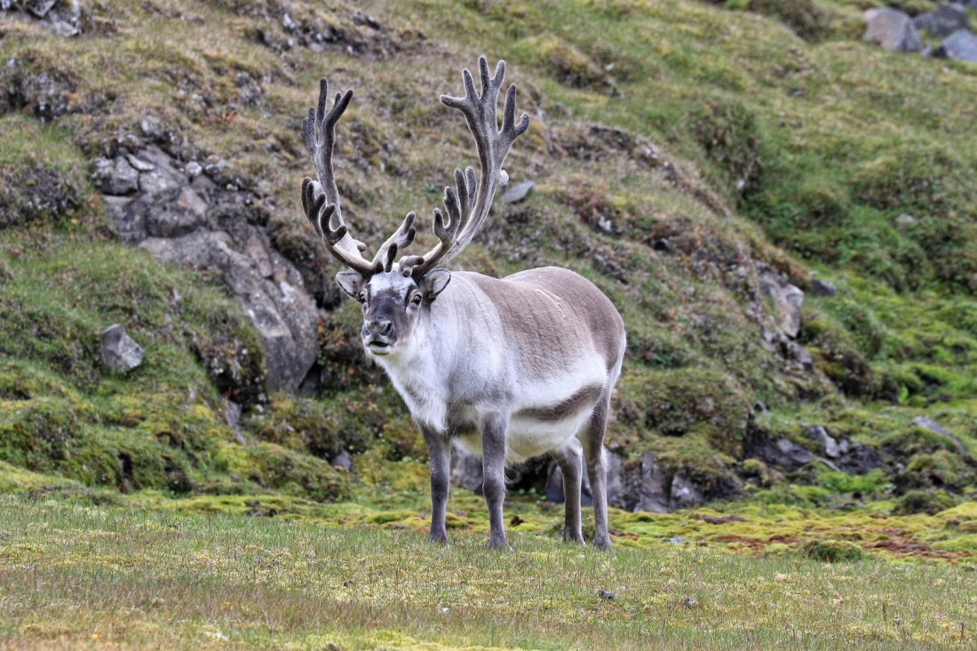 reindeer