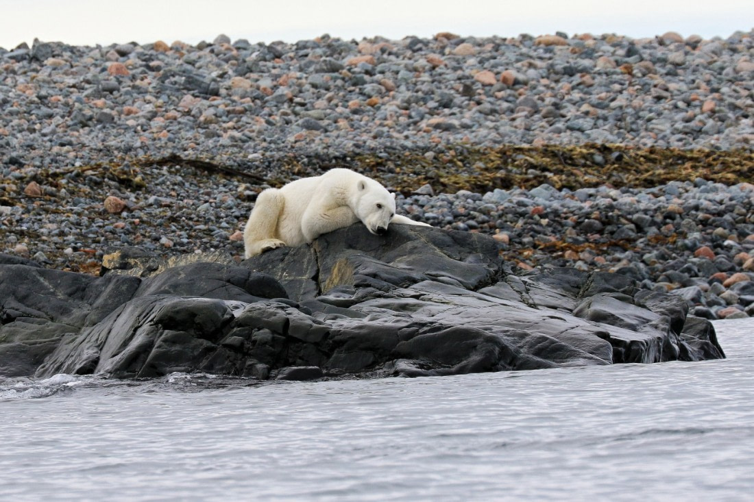 polar bear - hang loose 1