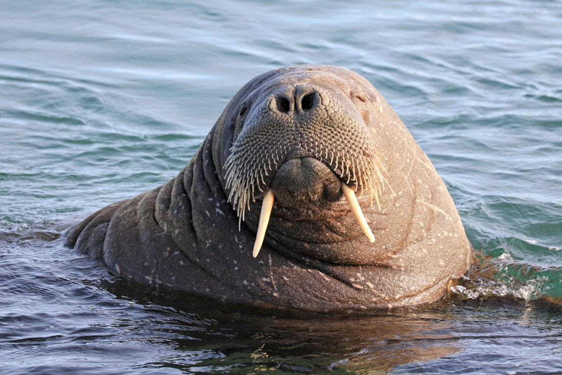 Walrus - Kiss me