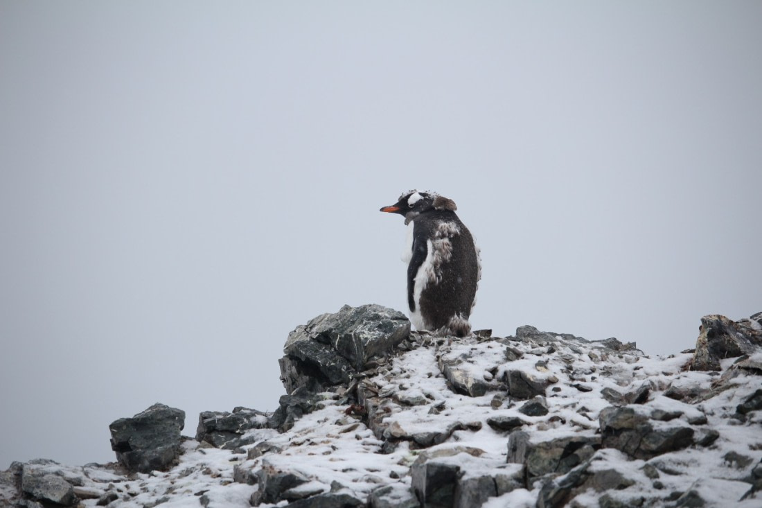 A quite royal looking Gentoo