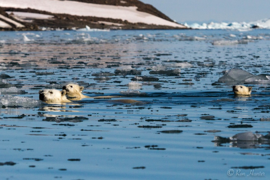 Polar Bear & Cubs Greenland 3