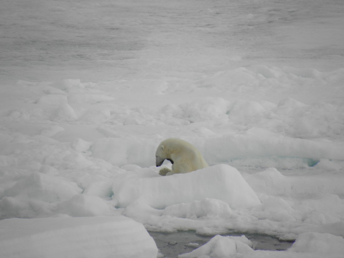 Yawning polar bear