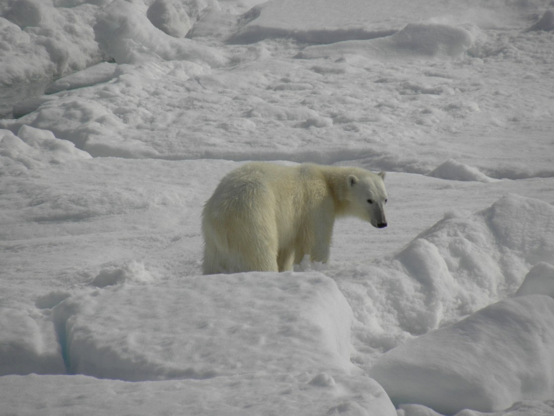 Polar bear
