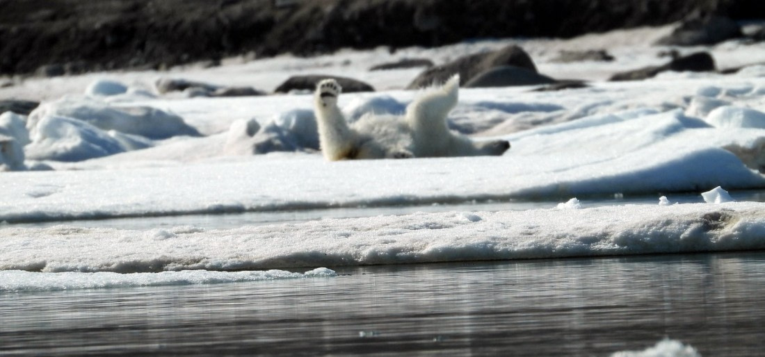 Polar Bears