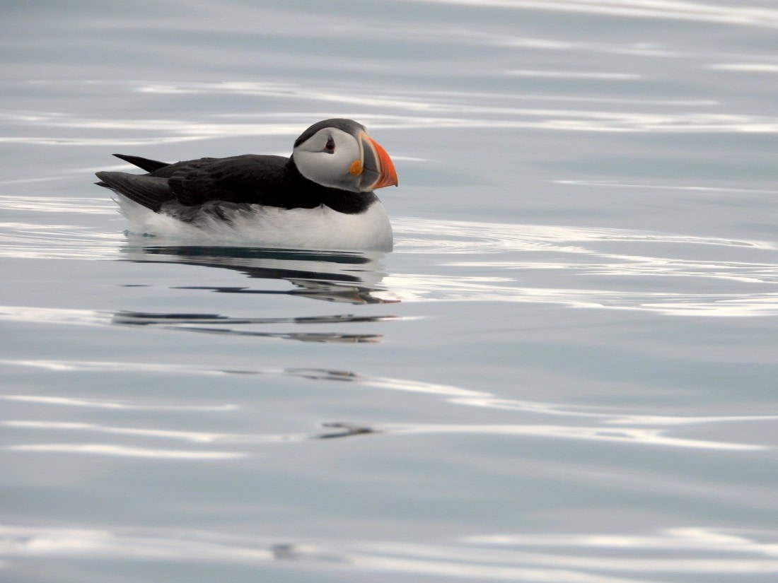 Tra Orsi,Puffins e Trichechi