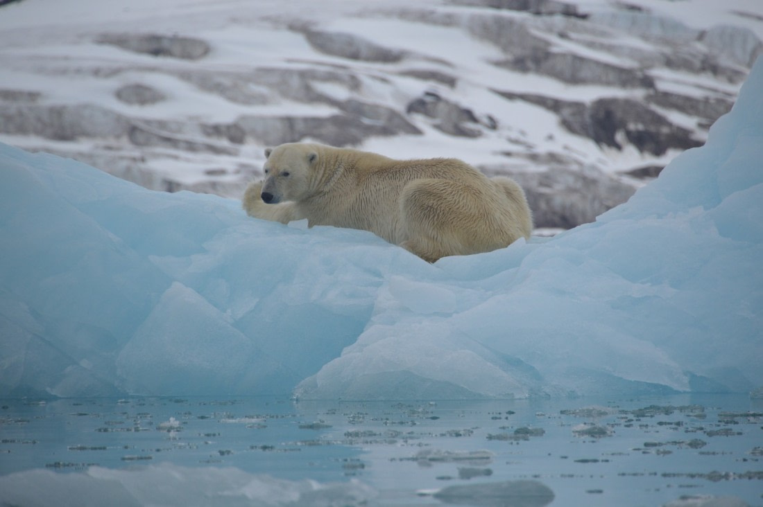 polar bear zodiac