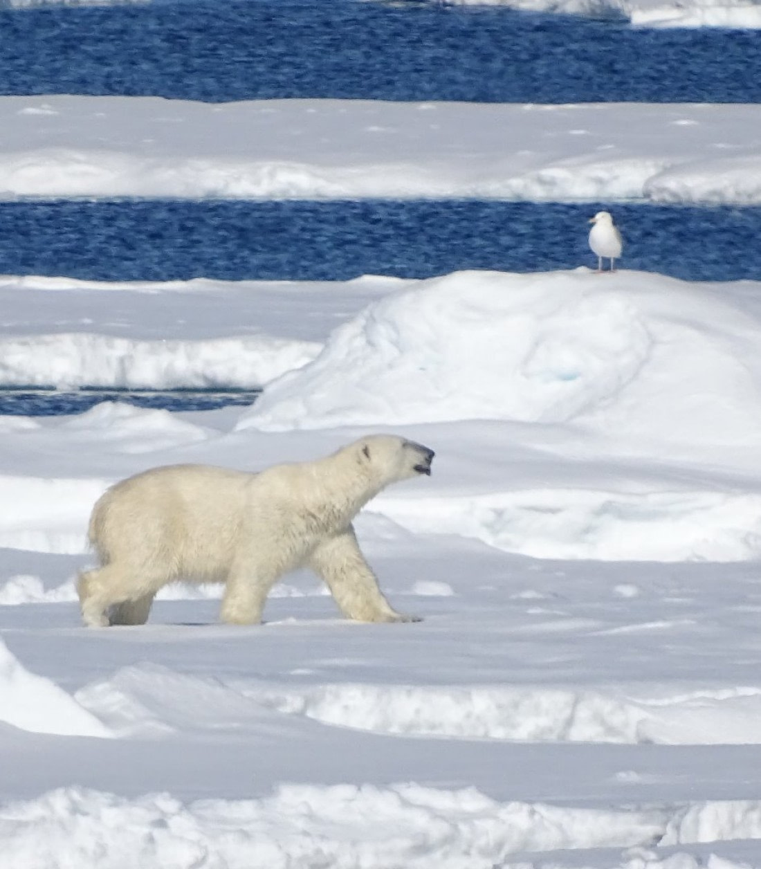 polar bear and bird