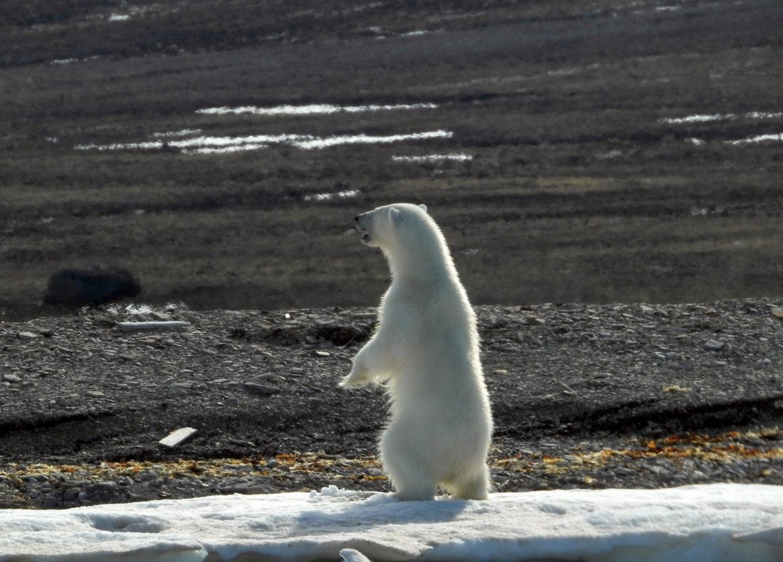 Polar Bear