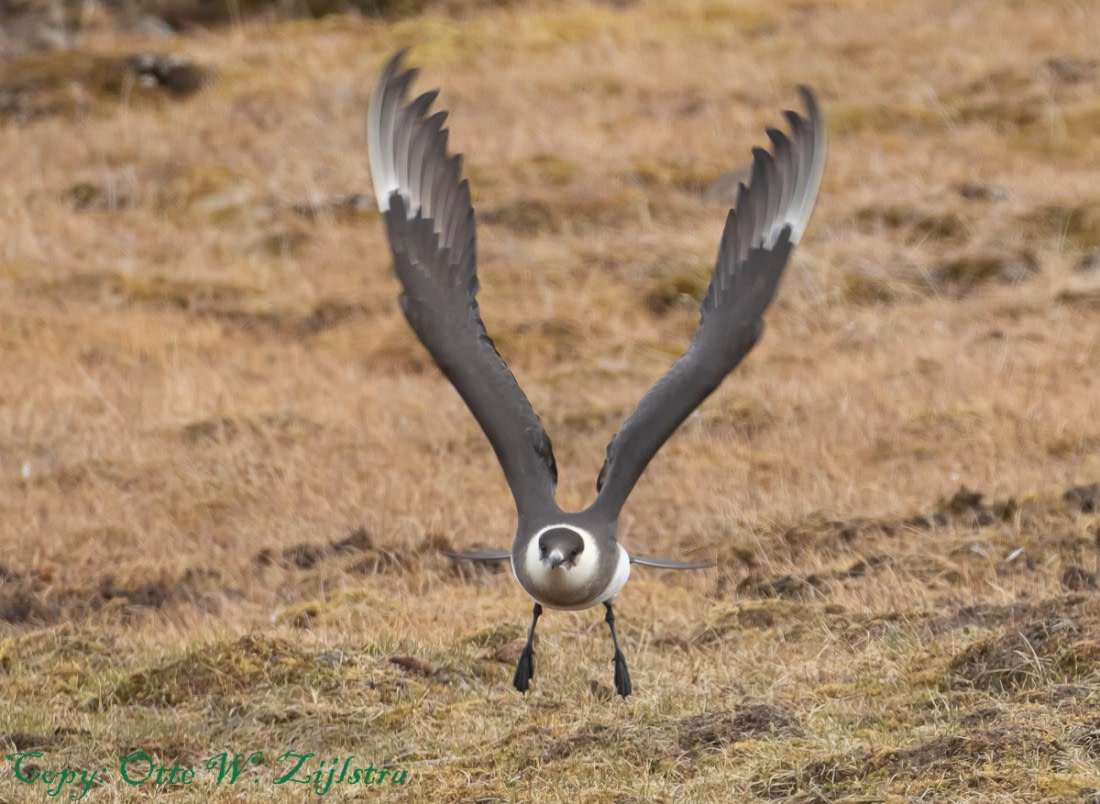 Arctic Skua