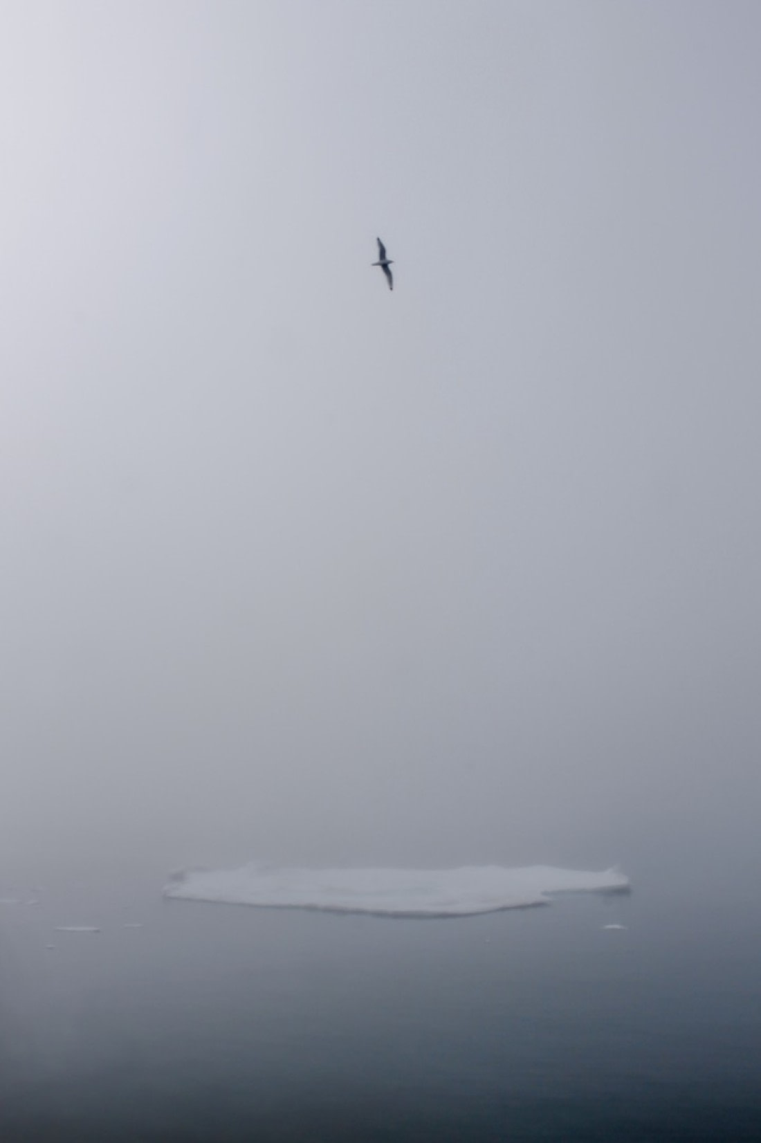Fog