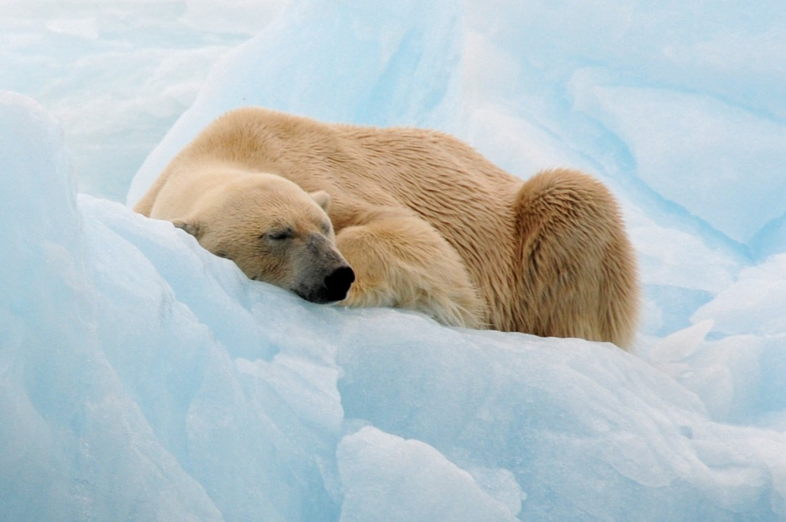Polar bear sleeping on an iceberg