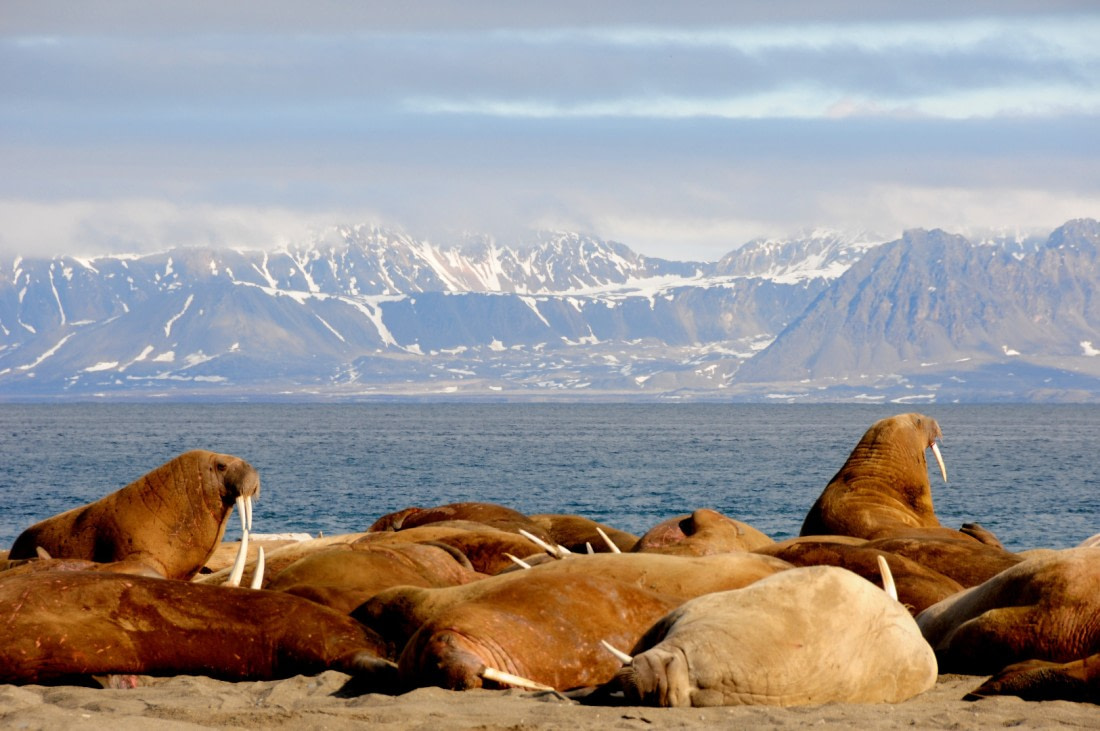 Walruses at Poolepynten