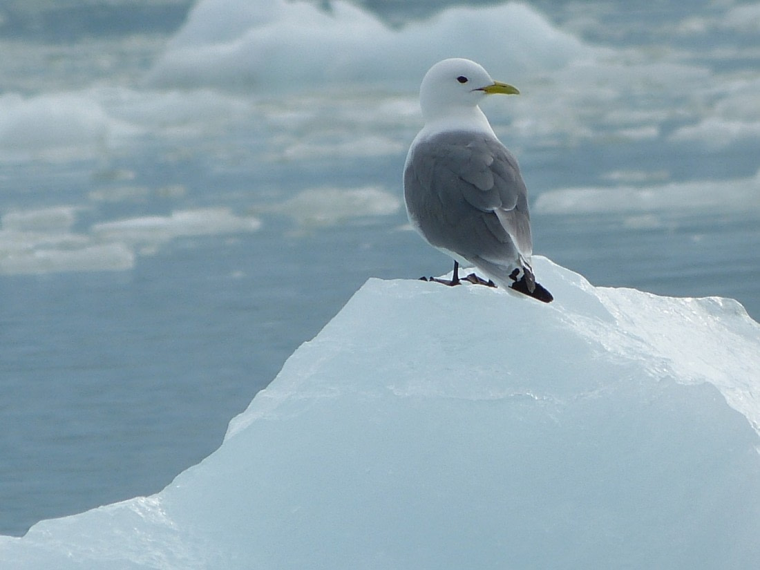 ocell (Kittiwake)