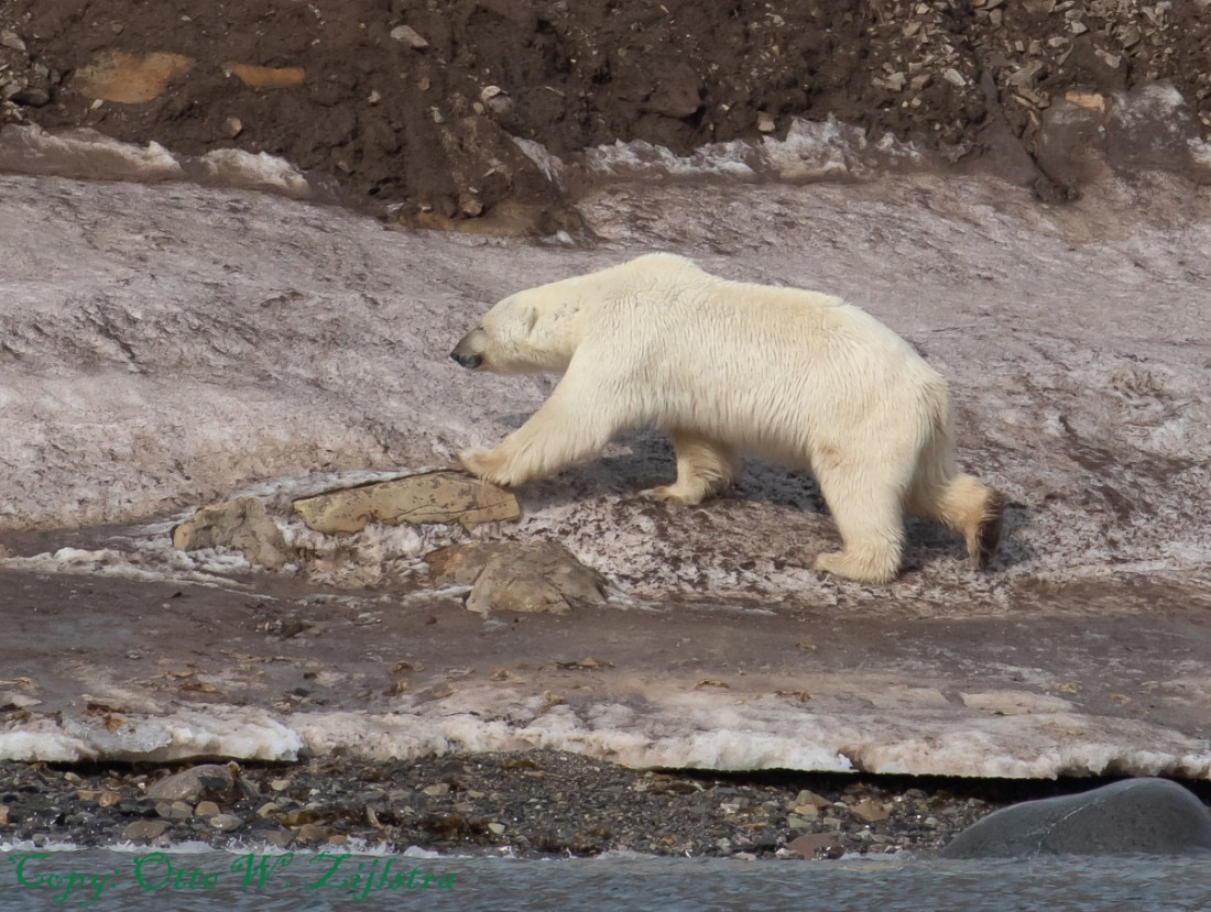 Polarbear