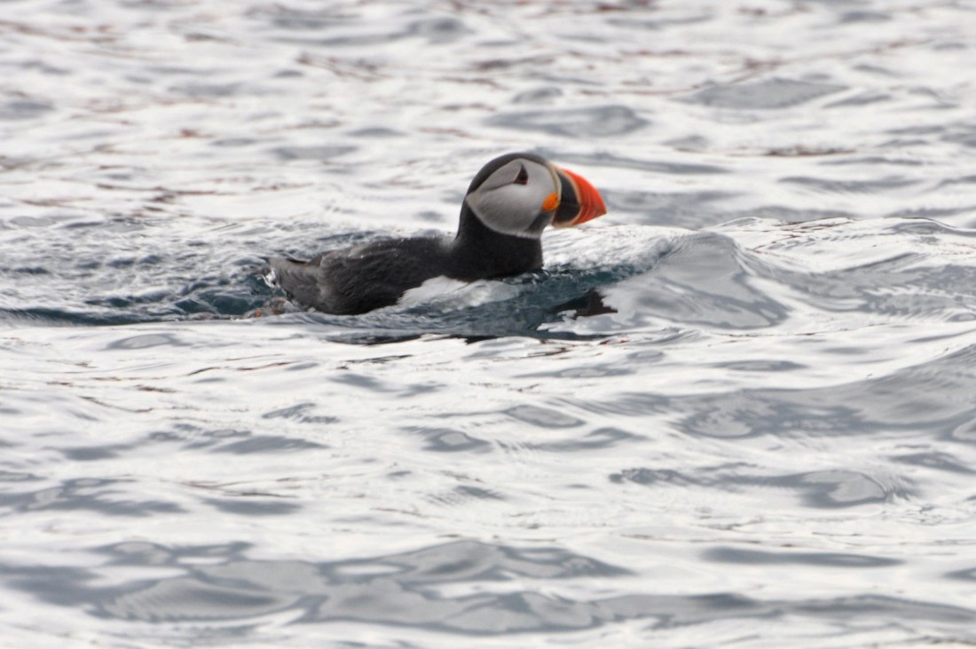 Puffin