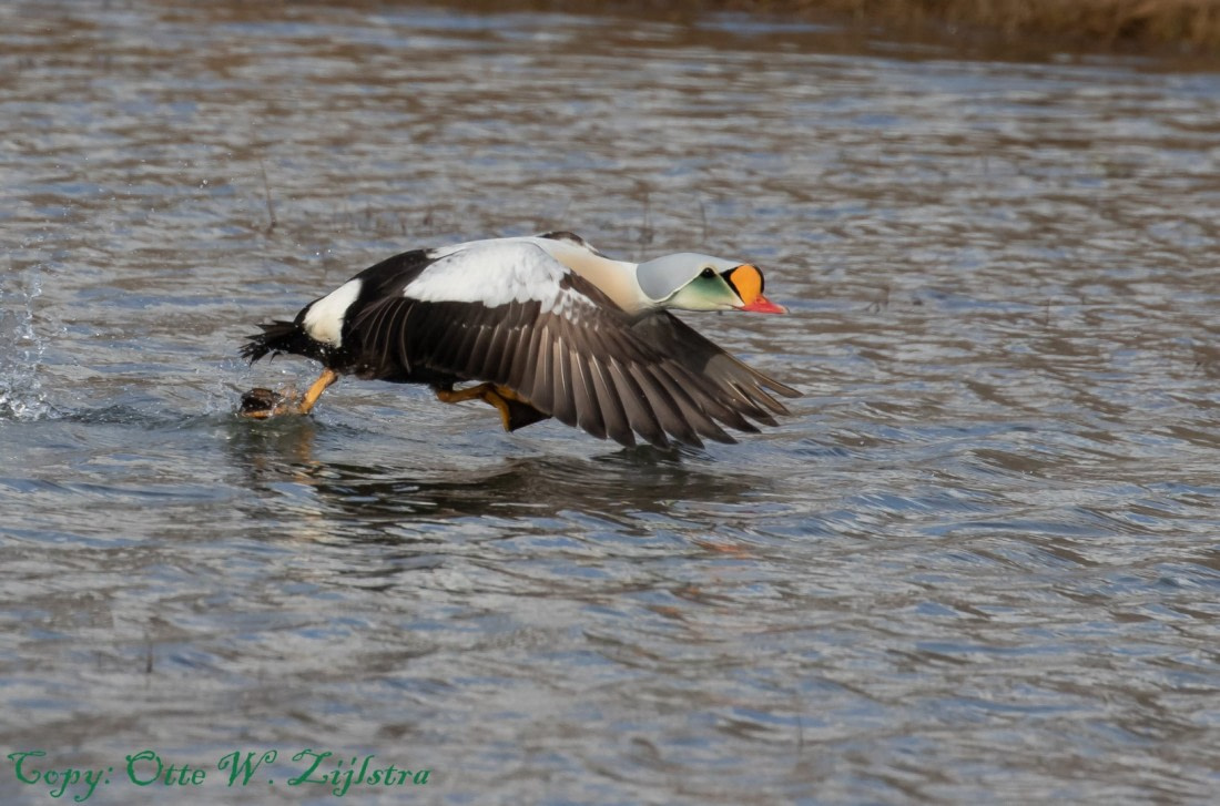 Koningseider (Kingseider male)