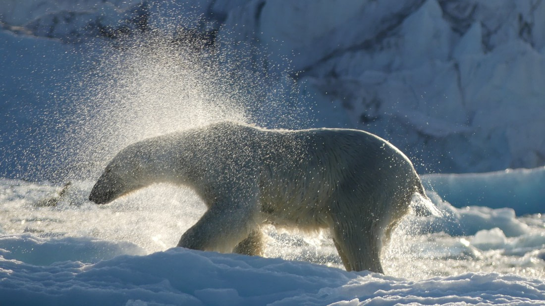 Polarbear in backlight