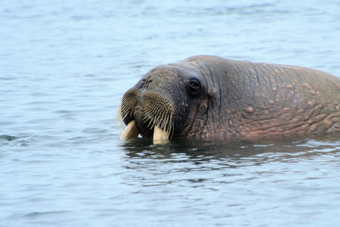 Morsa (Walrus)