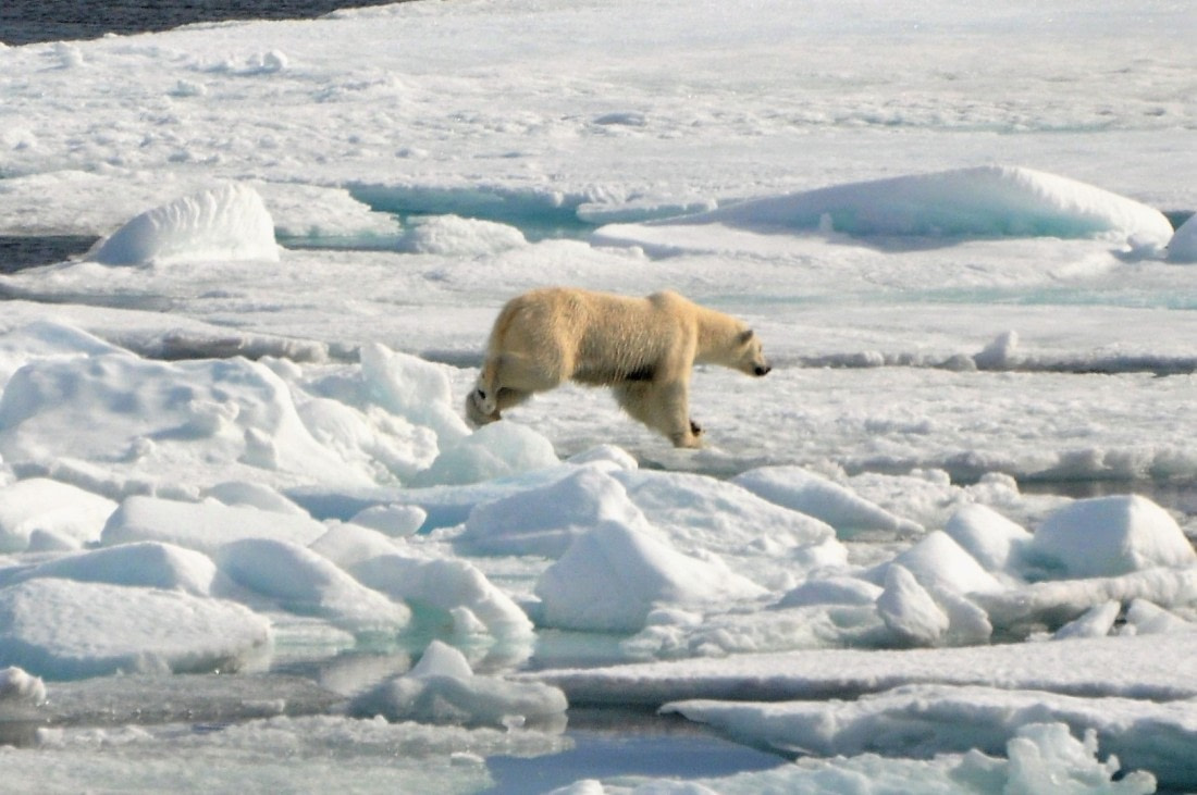Os (Polar Bear)