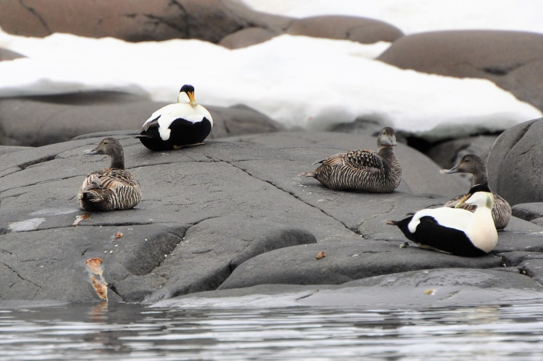 Anaguets (Eider ducks)