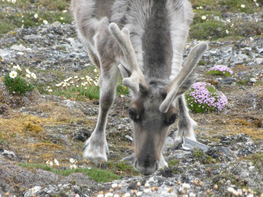 Cervol (Svalbard Reindeer)