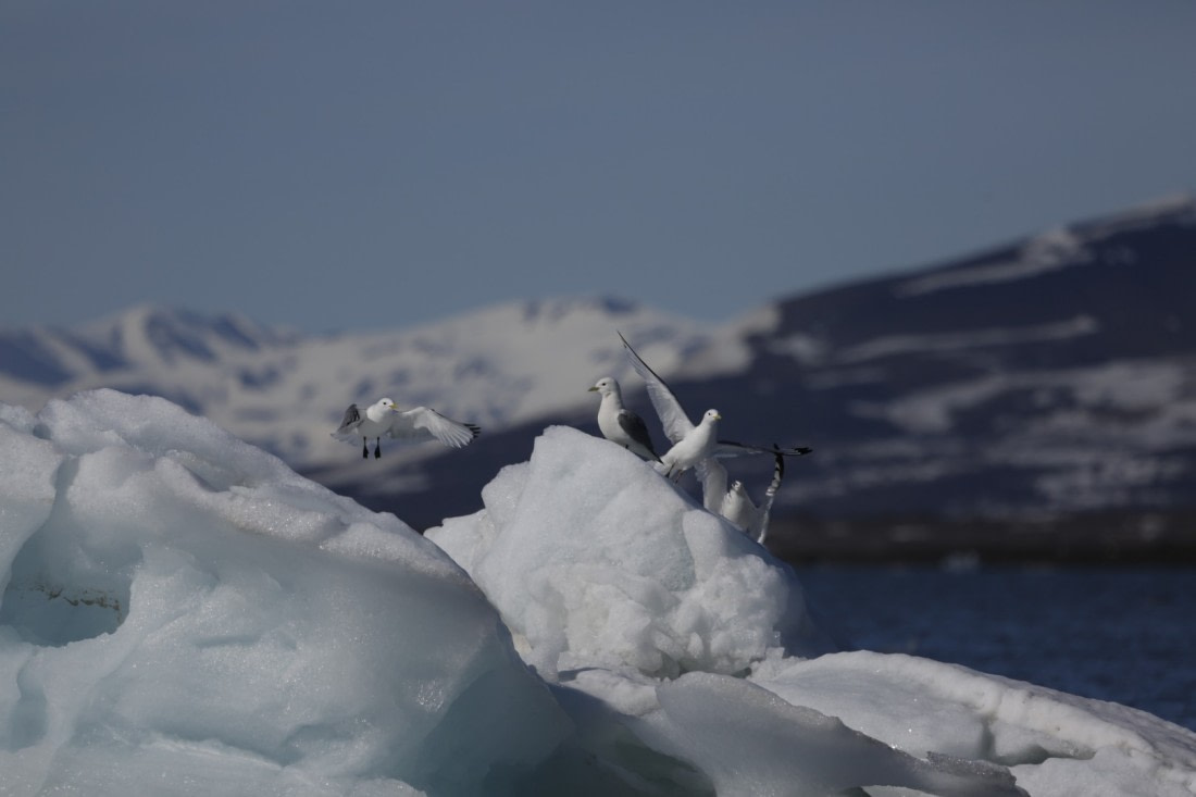 Kittiwakes on the ice