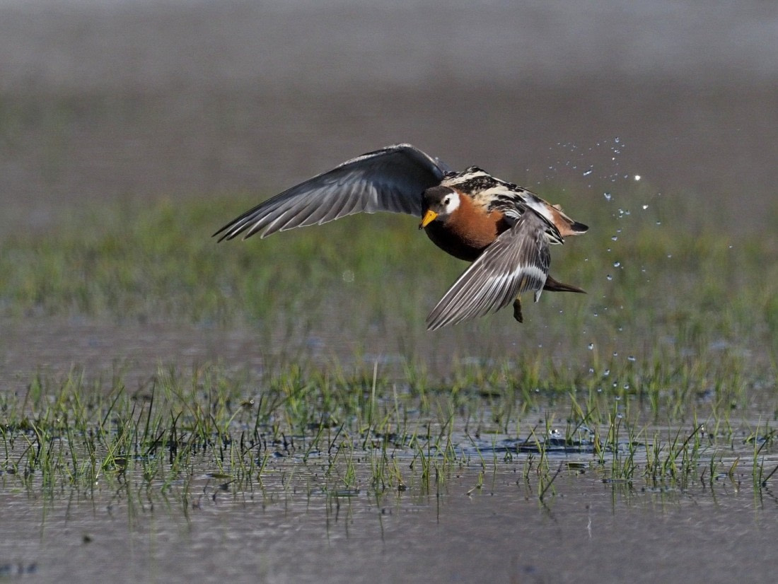 Red Phalarope