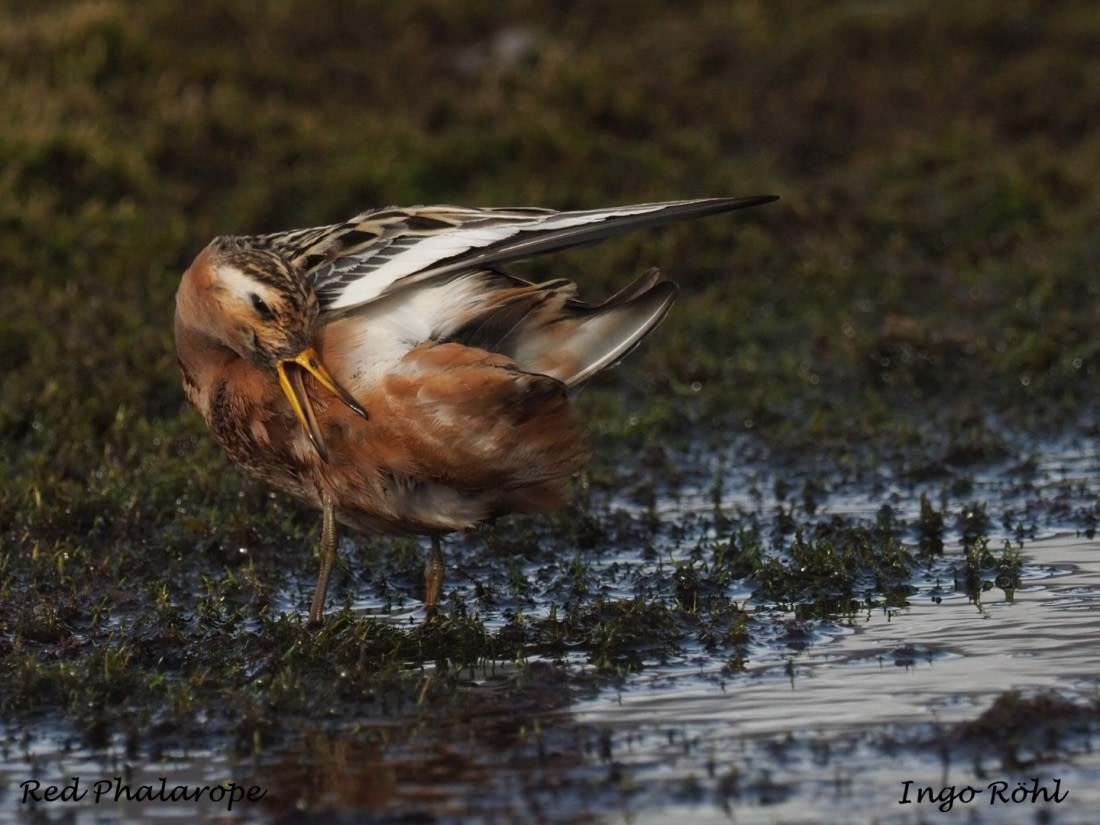 Red Phalarope 3