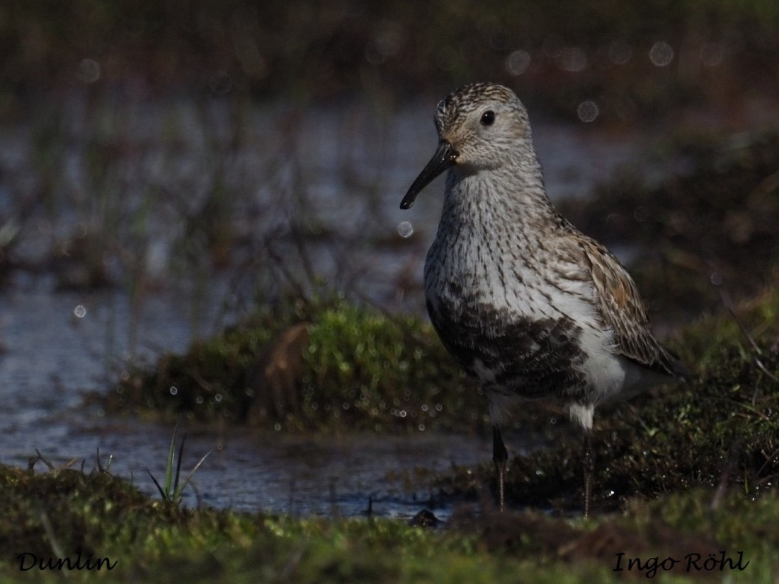 Dunlin