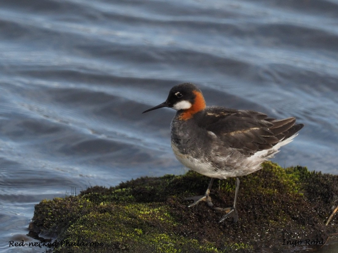 Red-necked Phalarope