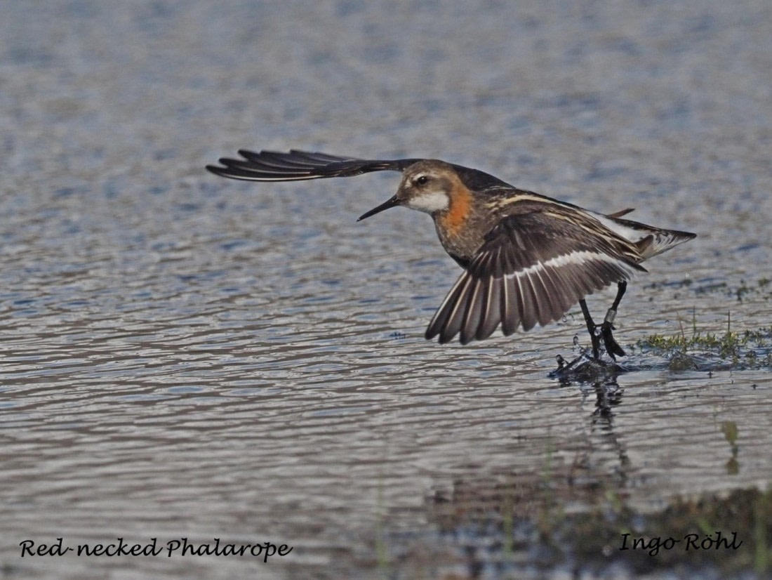 Red-necked Phalarope 2
