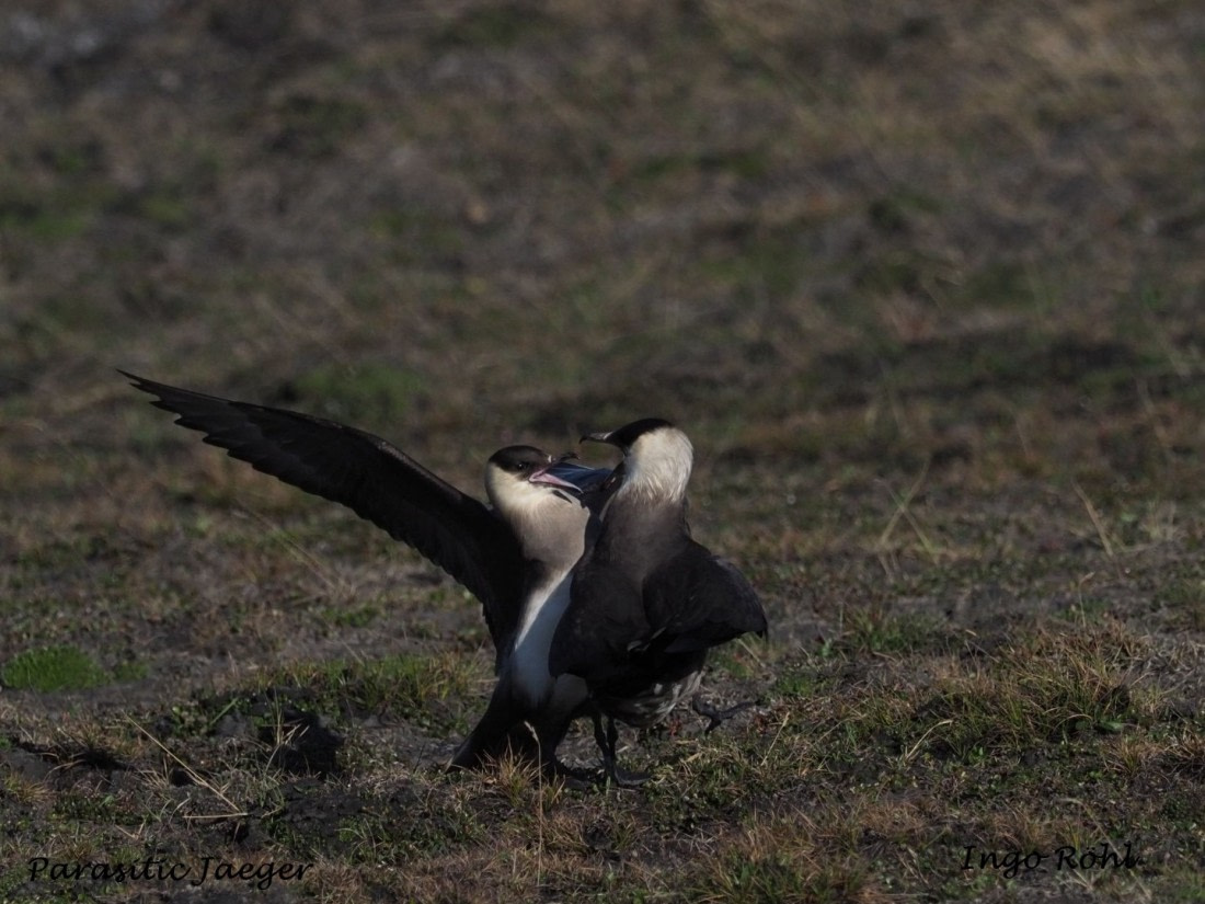 Parasitic Jaeger | Arctic Skua