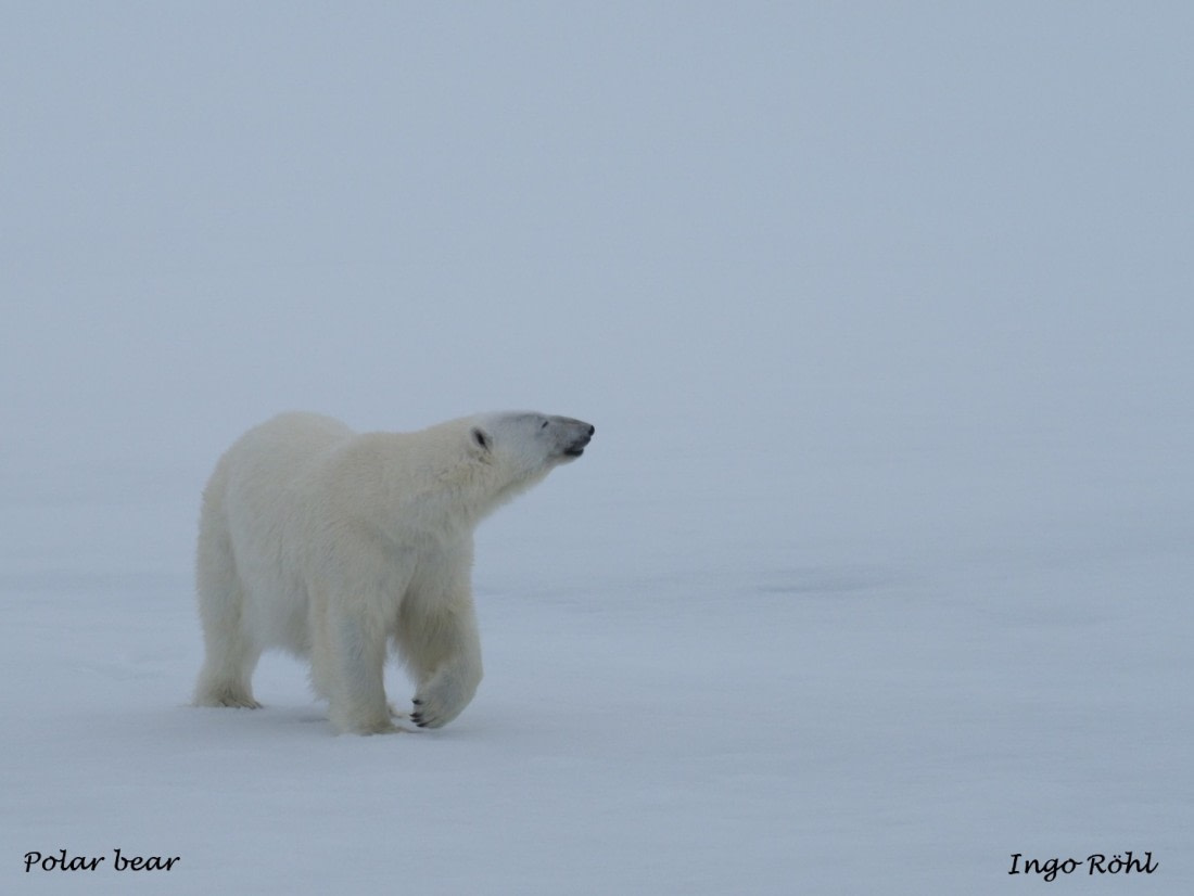 Polar bear 2