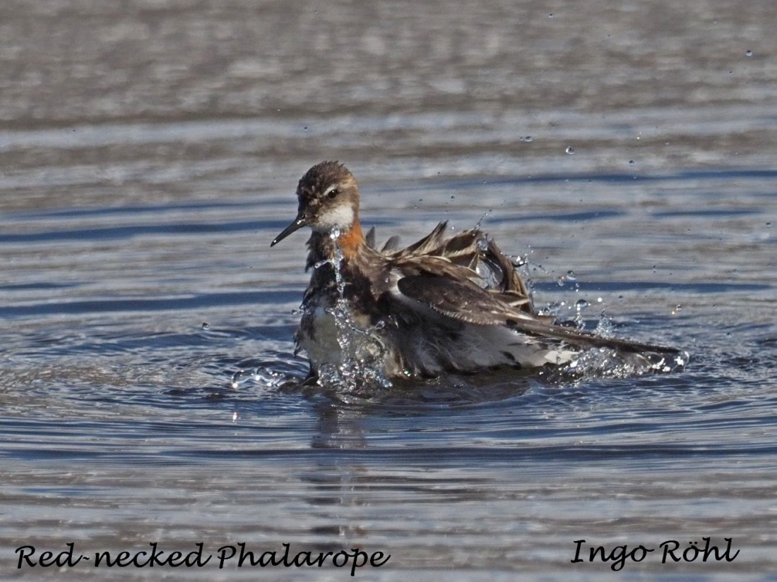Red-necked Phalarope
