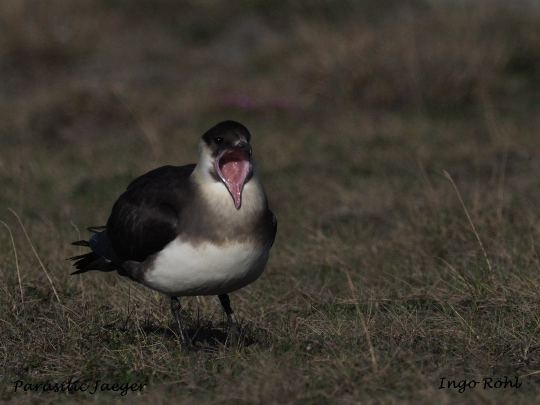 Parasitic Jaeger | Arctic Skua